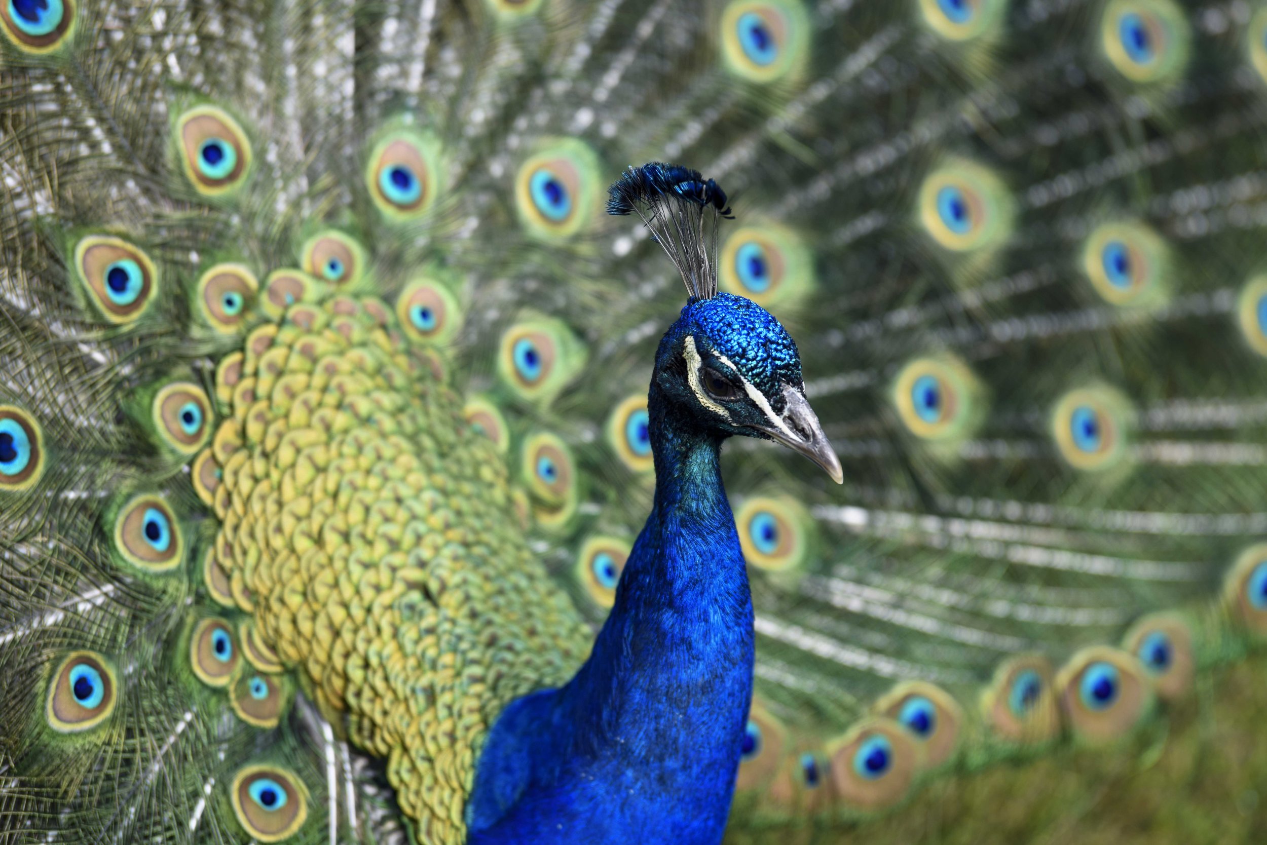 Whipsnade Peacock