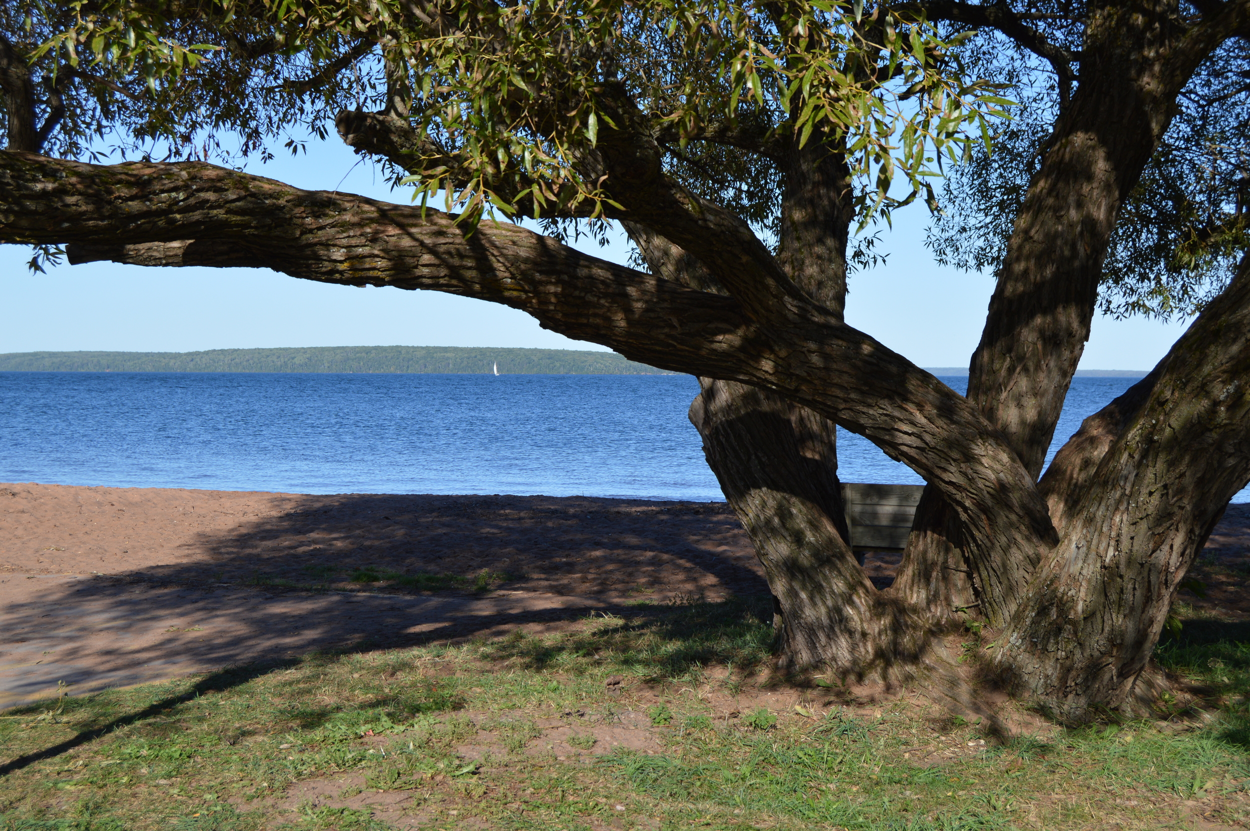 Willow Tree, Bayfield, WI