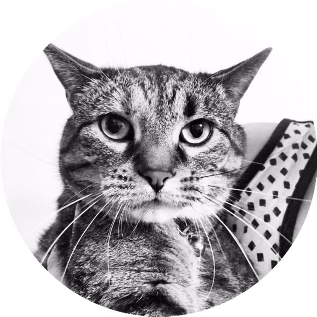 Queso Born in rural Kansas, La Señora Queso, age 7 ¾, migrated to Chicago in 2010 with her trusty human sidekick. She has since embraced the urban lifestyle and serves as primary neighborhood busybody. She loves a sunny nap spot, is passionate about food, and prefers film noir and ragtime.