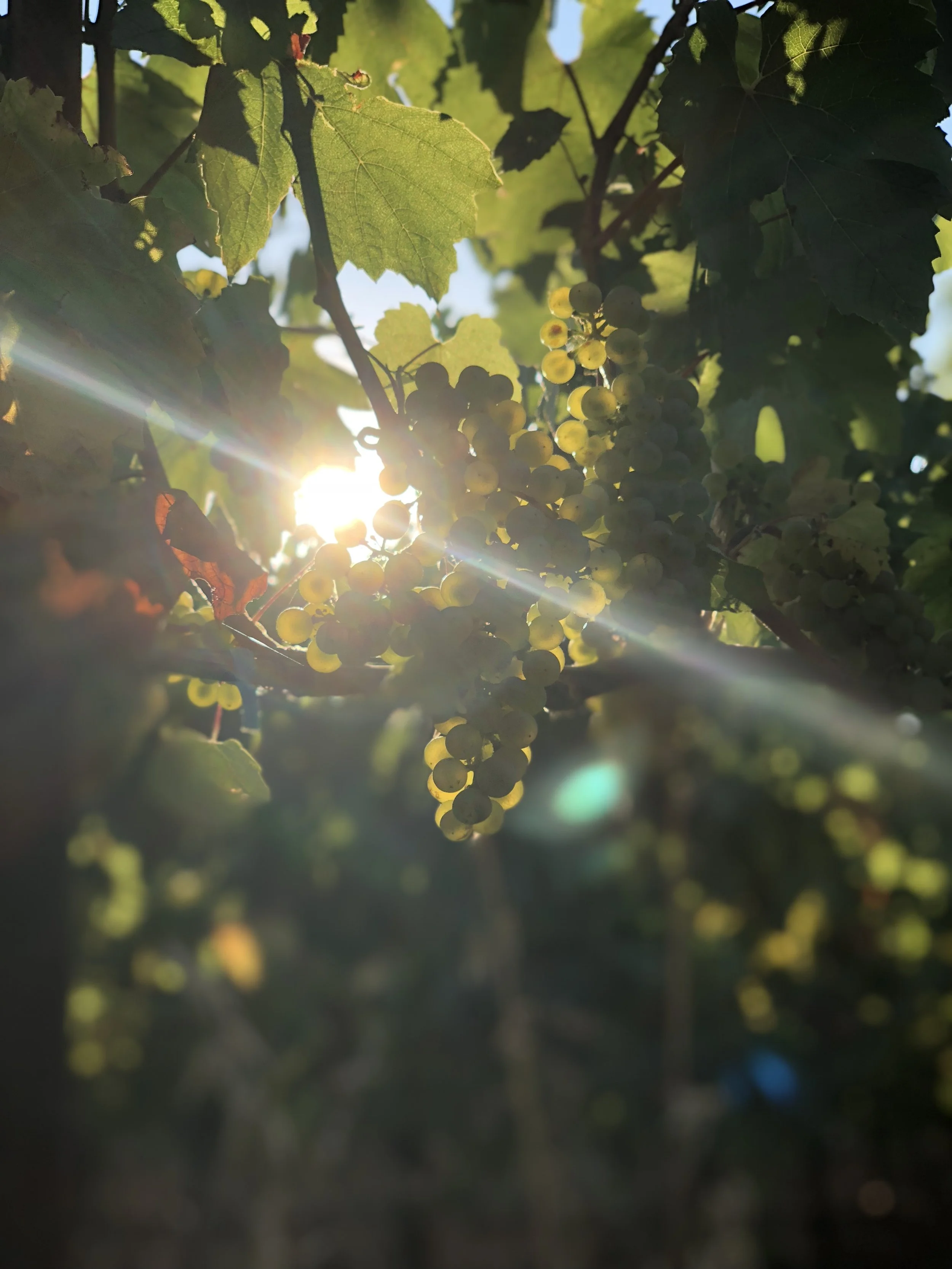Seven Springs Vineyard_2.jpg