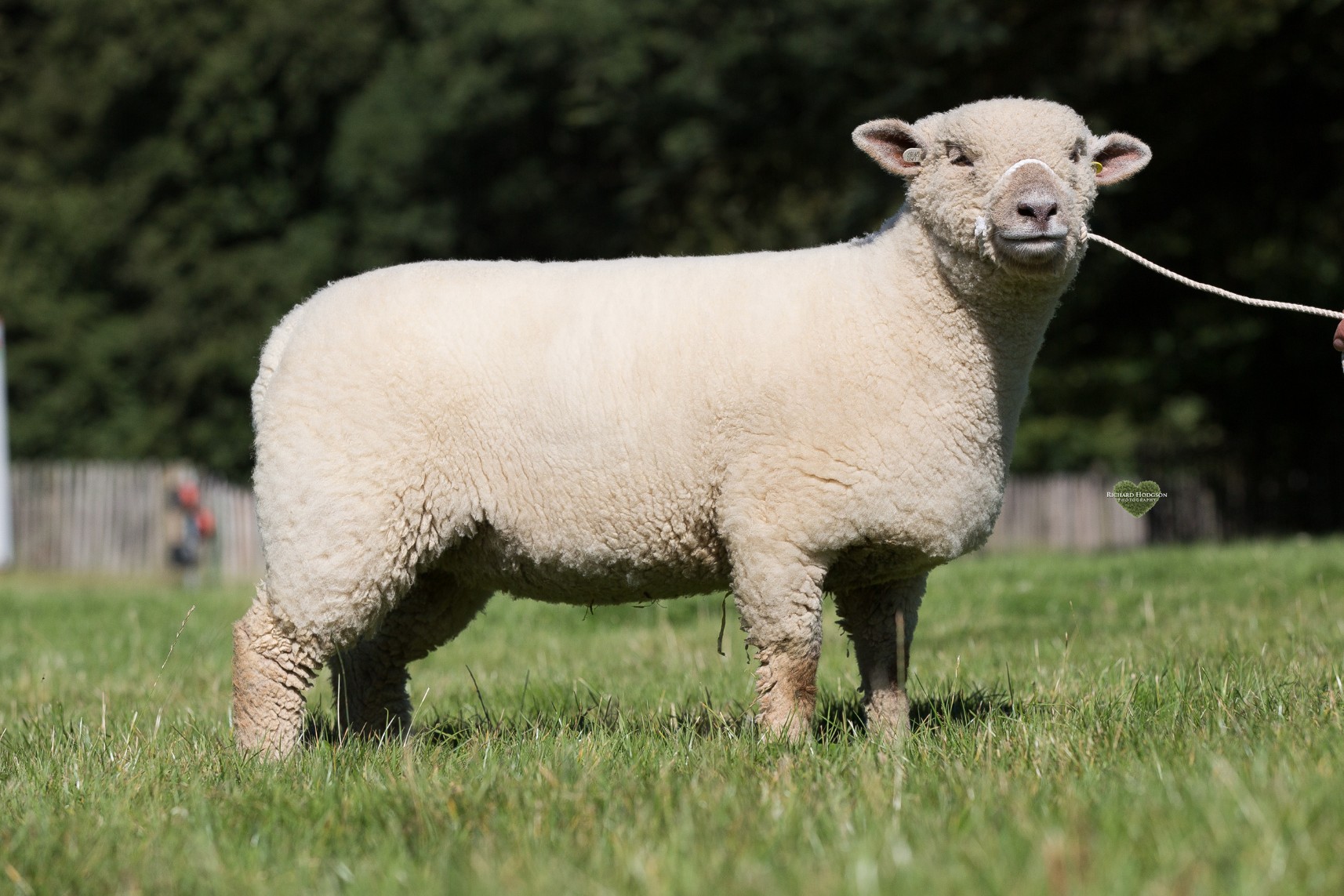 Ewe lamb class 2.jpg