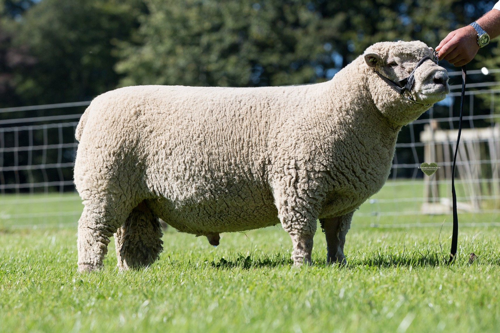 second place Shearling ram and reserve male_.jpg