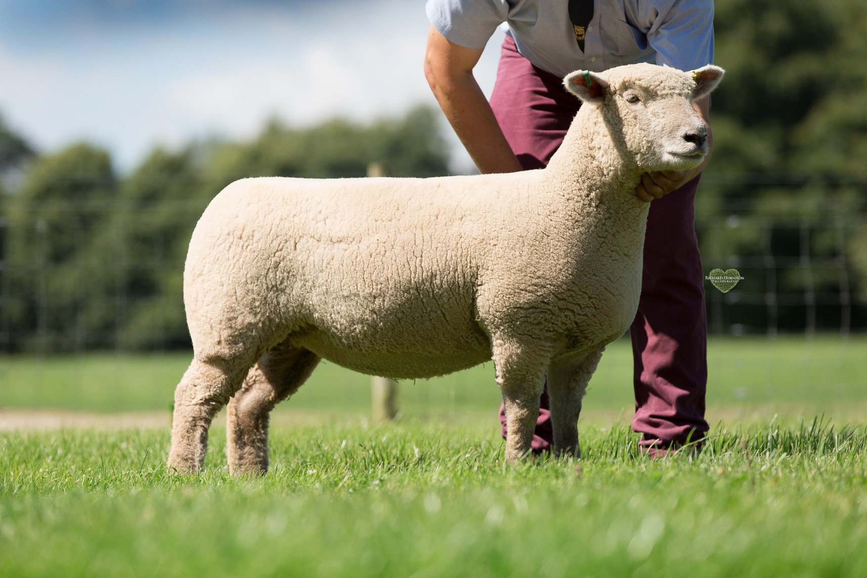 Shearling ewe small flock.jpg