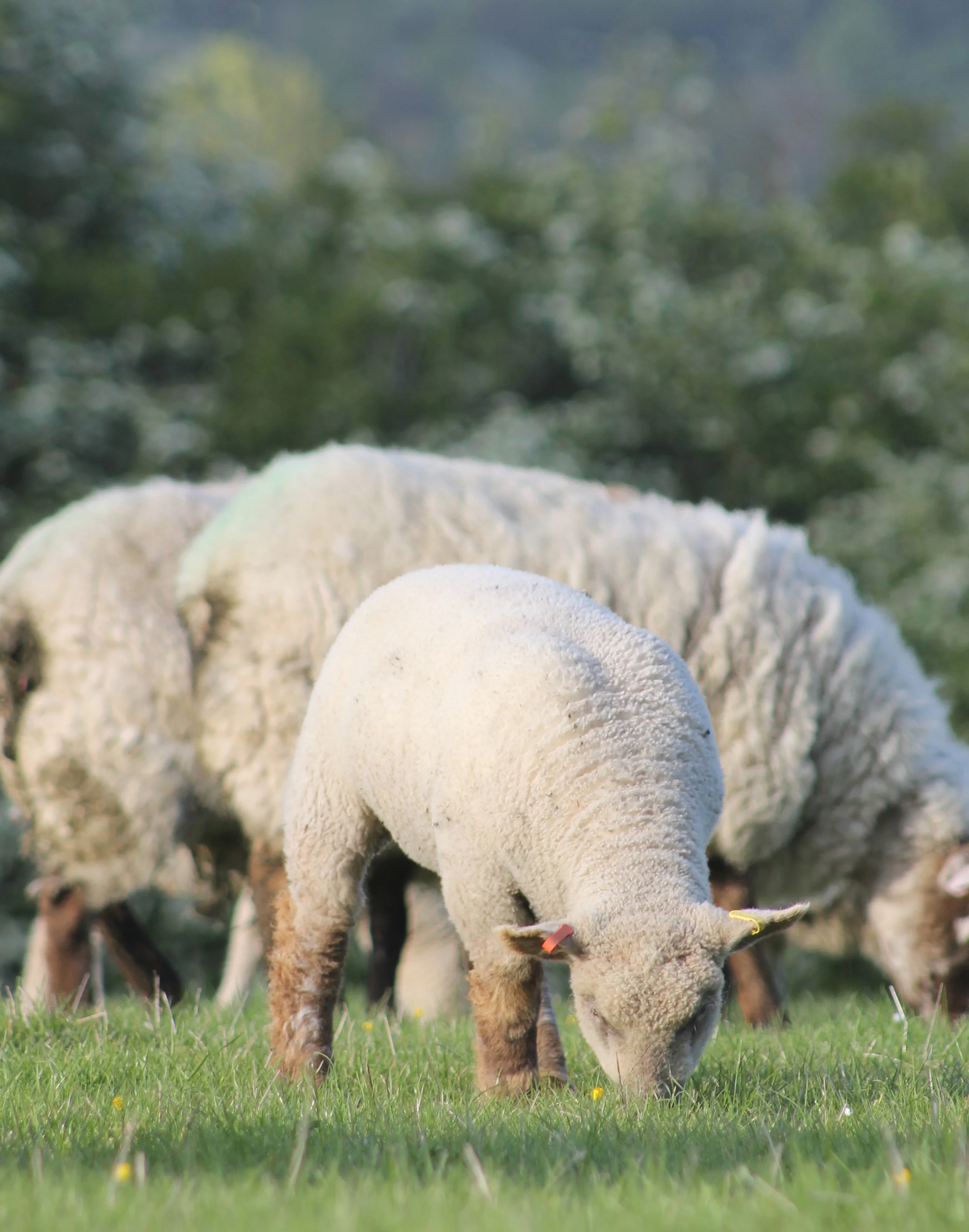 Southdown proves the ideal sire for ewe lambs
