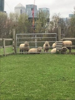 Mudchute Southdowns settling in to their new home with the backdrop of Canary Wharf