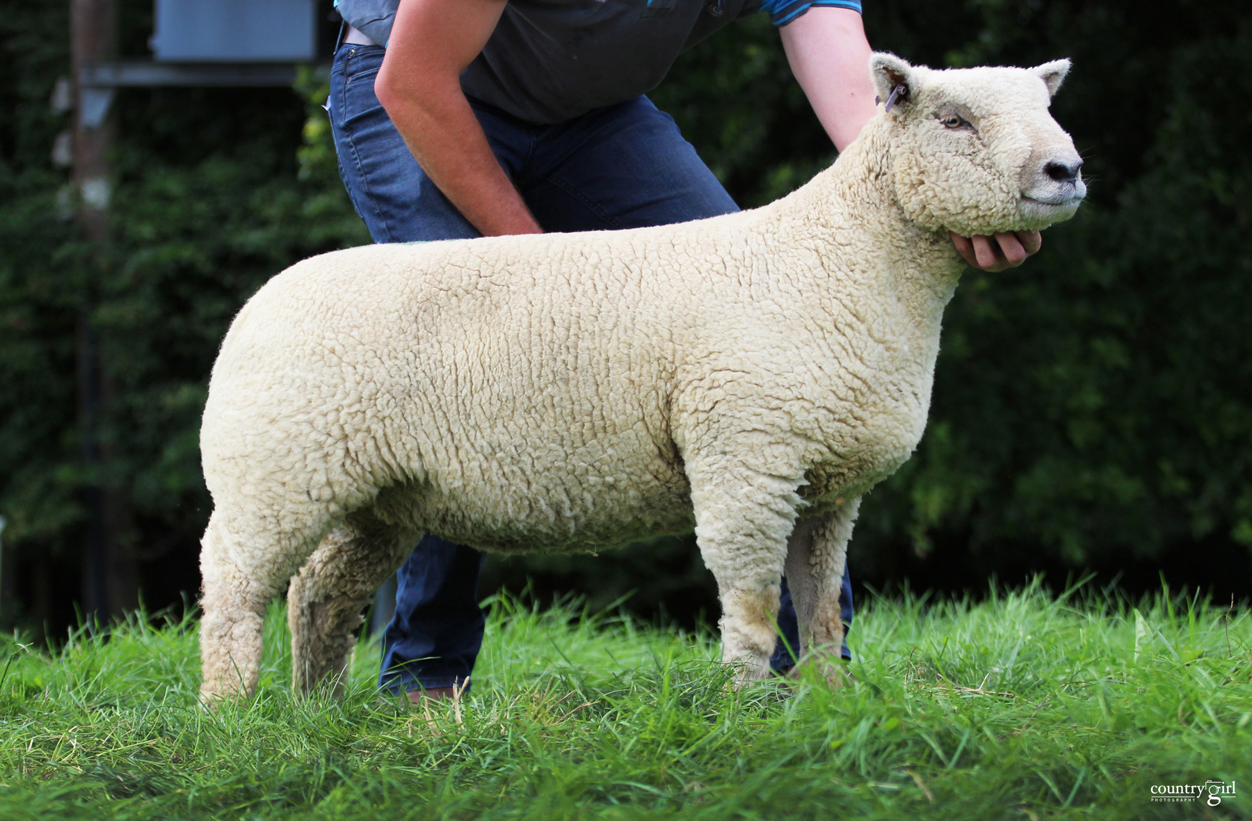 Worcester Lot 153-Wenfork shearling ewe from Ben Collings 16-00285 sold for 660gns