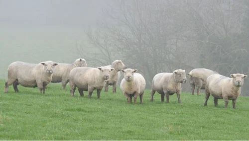 Max Welton's Gilfach flock.