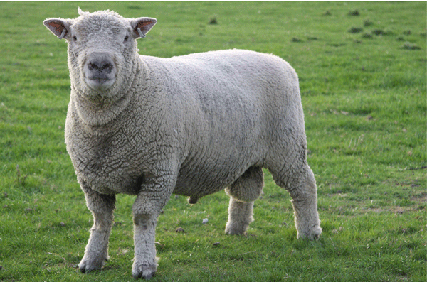 Southdowns Sign Up to RamCompare