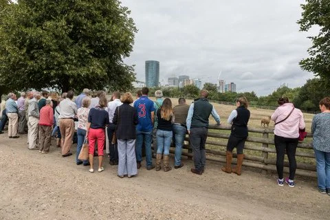 Stopping by the sheep paddock of the farm tour, with the skyscrapers of Canary Wharf as a backdrop
