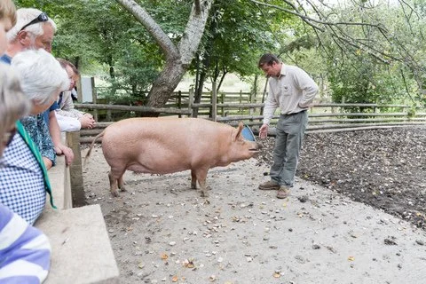 Mudchute City Farm is home to many different species, such as the Tamworth pigs