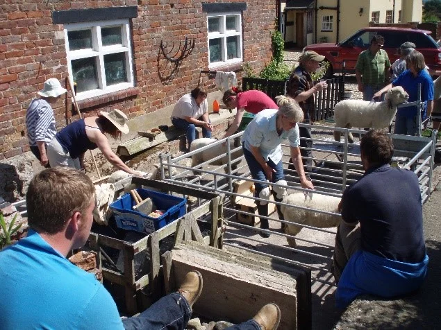 West Midlands Southdown Group “Spring Gather”