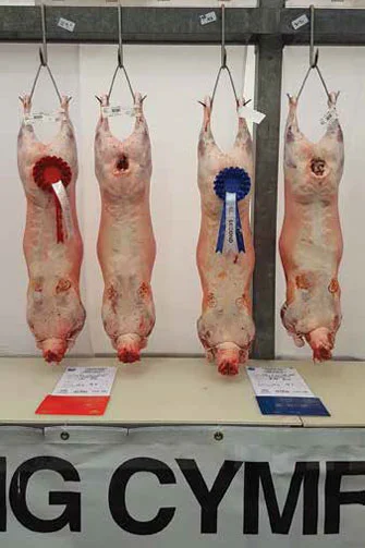 First and second prize pairs of native carcases bred and exhibited by D. S. & P. Humphrey at the 2018 Royal Welsh Winter Fair