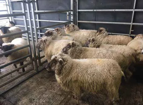 Southdowns allow the Pullins to market lambs all year around.