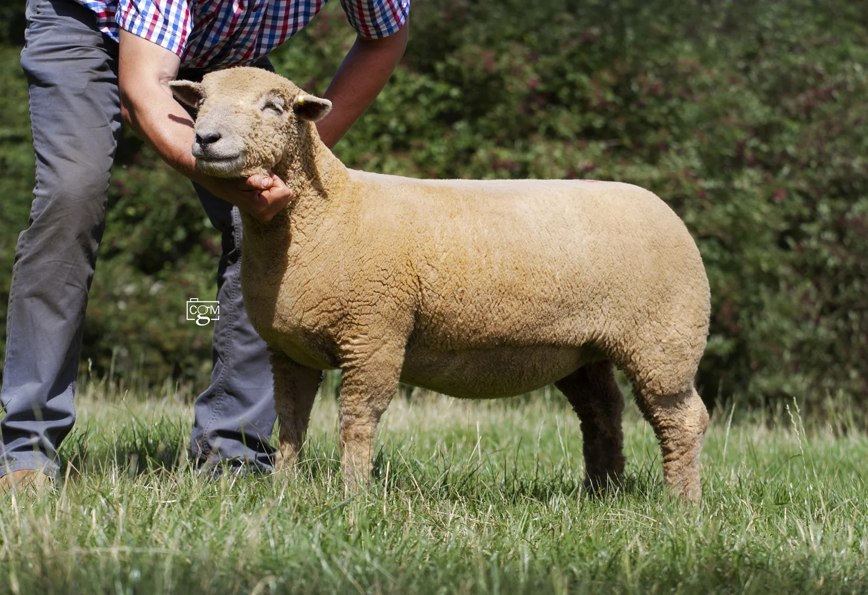 Southdown-81-520gns-champion-4943 worcester 2019.jpg