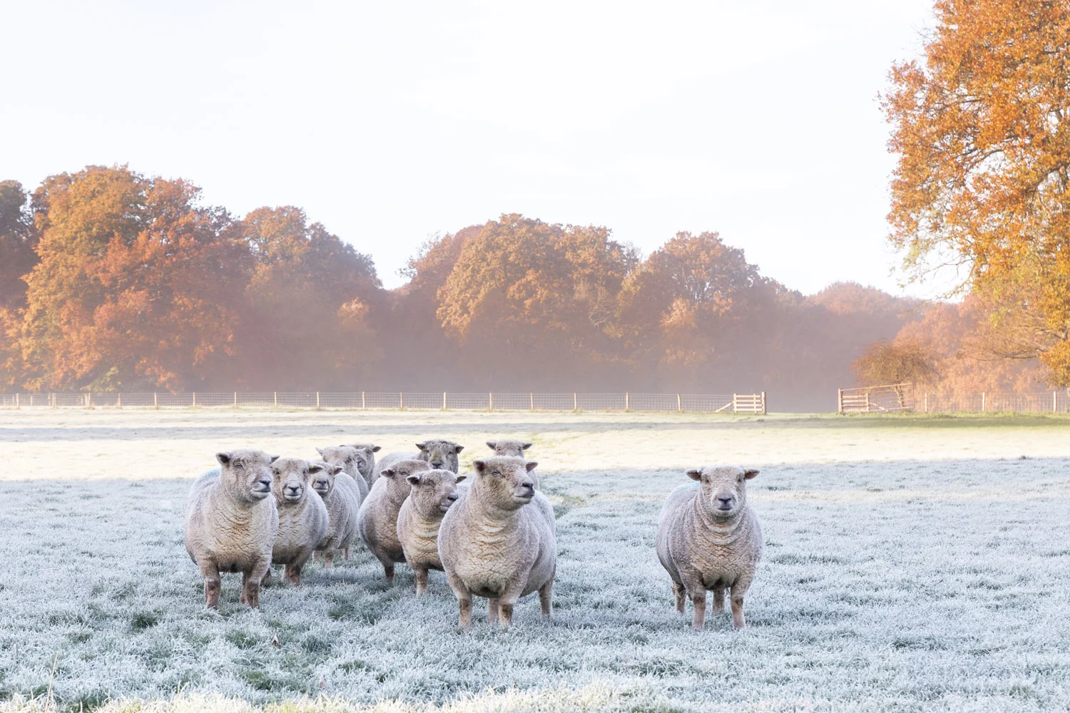 The Ladywell Flock takes the Championship title in 2019