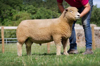 Chaileybrook leads Southdown sale at Worcester at 820gns