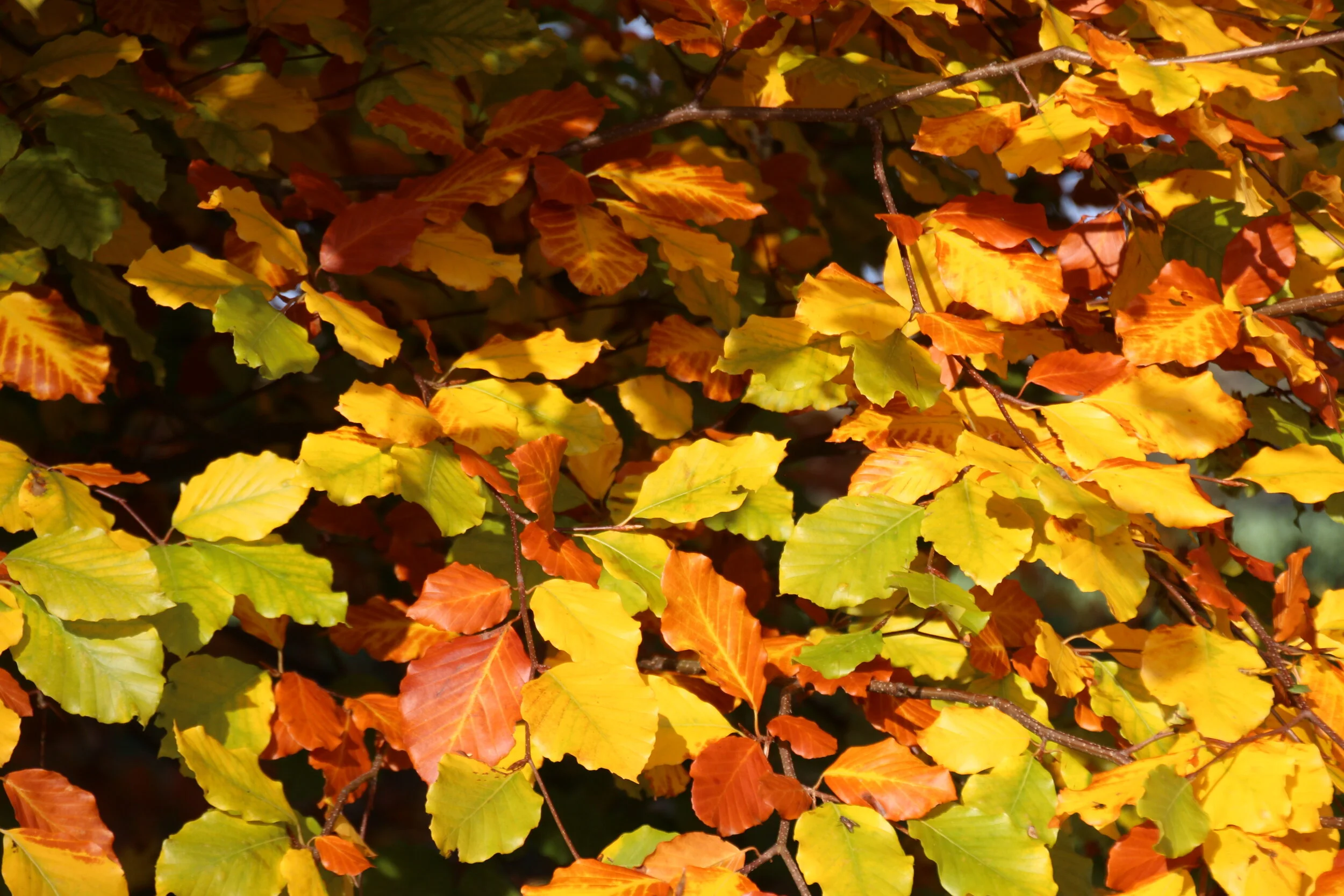 Field Day and AGM Notice