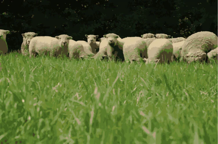 Flock Competition 2021