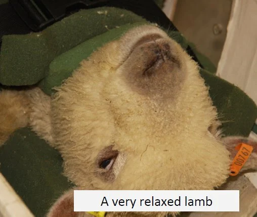 A-very-relaxed-lamb.jpg