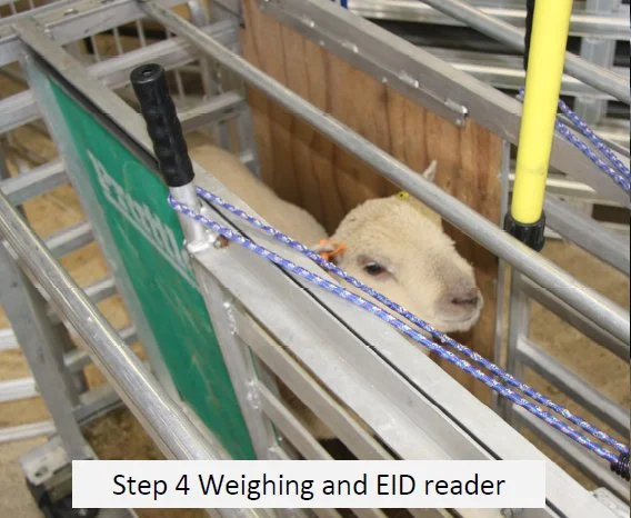 Step4.jpg