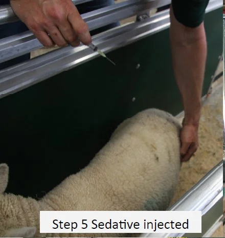 Step5.jpg