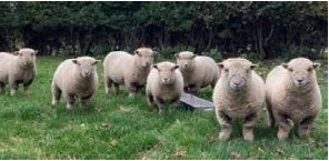 Starting with Southdown Sheep Hammerwich Southdowns