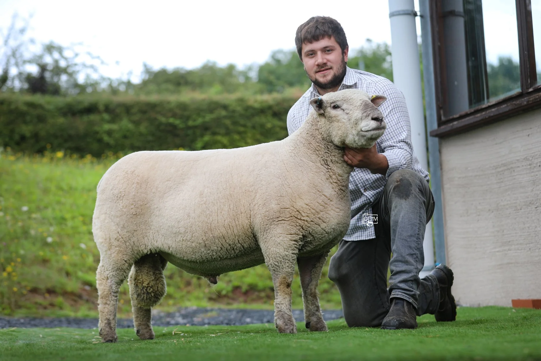 Windrush Lancelot sets new £4000  Southdown breed record
