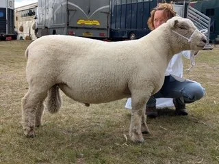 Suffolk Show champion: Amy Readhead-Higgins’s shearling ram