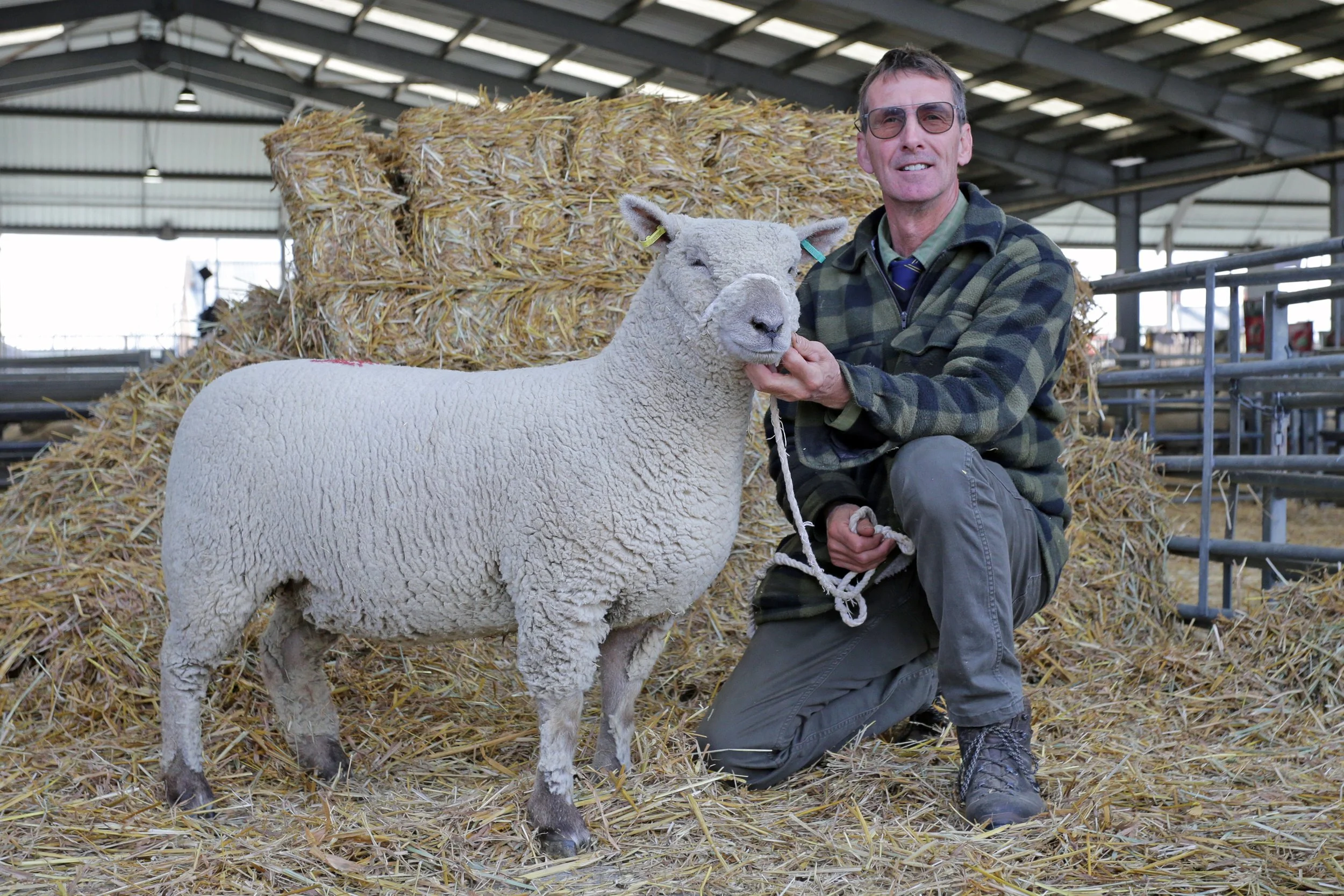 Records tumble as Southdown females ‘fly’ at the 2025 Melton Mowbray Show &amp; Sale