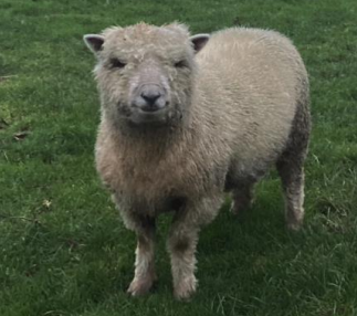 Evaluating the Rates of Dystocia in Southdown Ewes