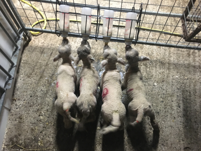 Rearing surplus or cade lambs