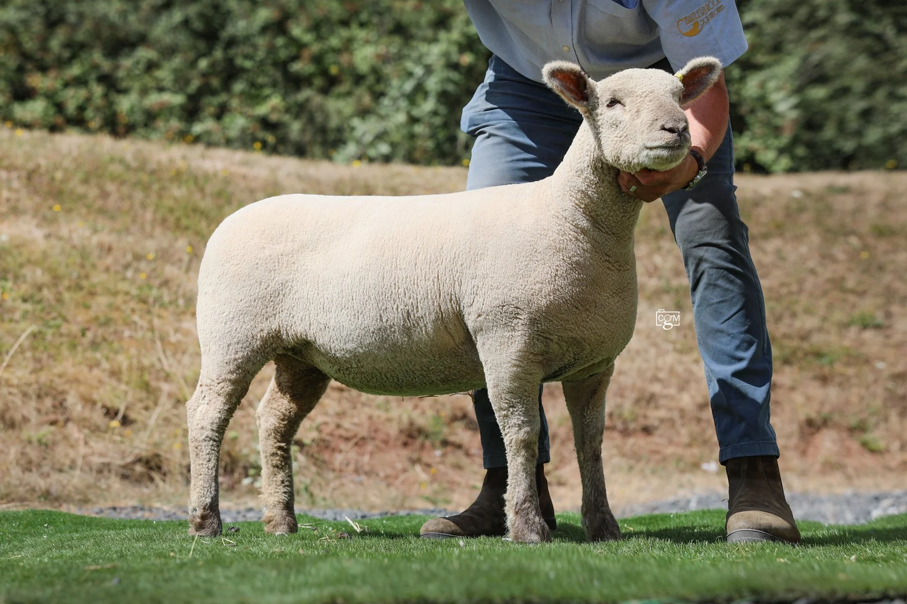 2026 Worcester national sale – full report