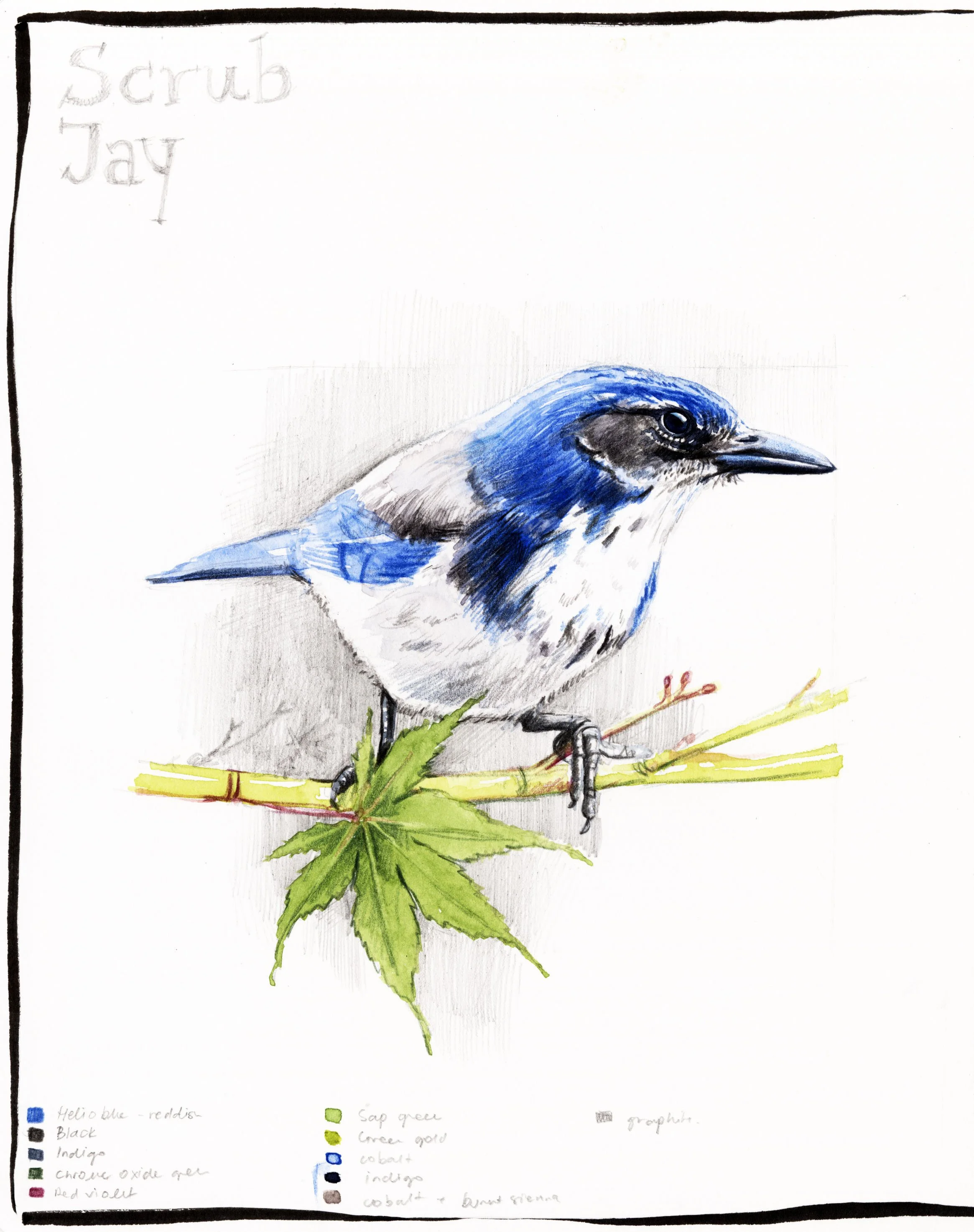 Maja Sereda imperfect sketchbook scrub jay final.jpg