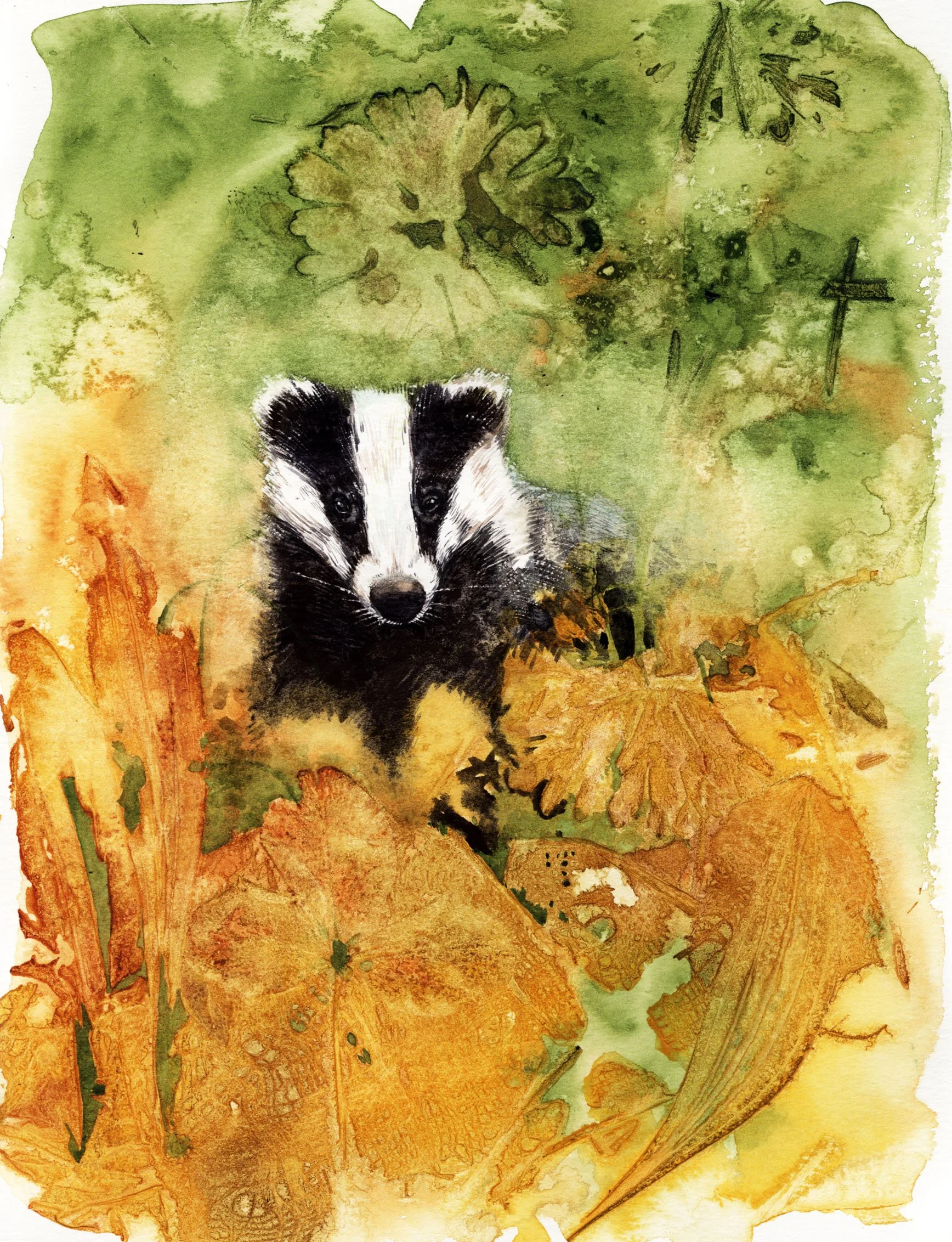 Maja Sereda watercolor badger step by step final.jpg