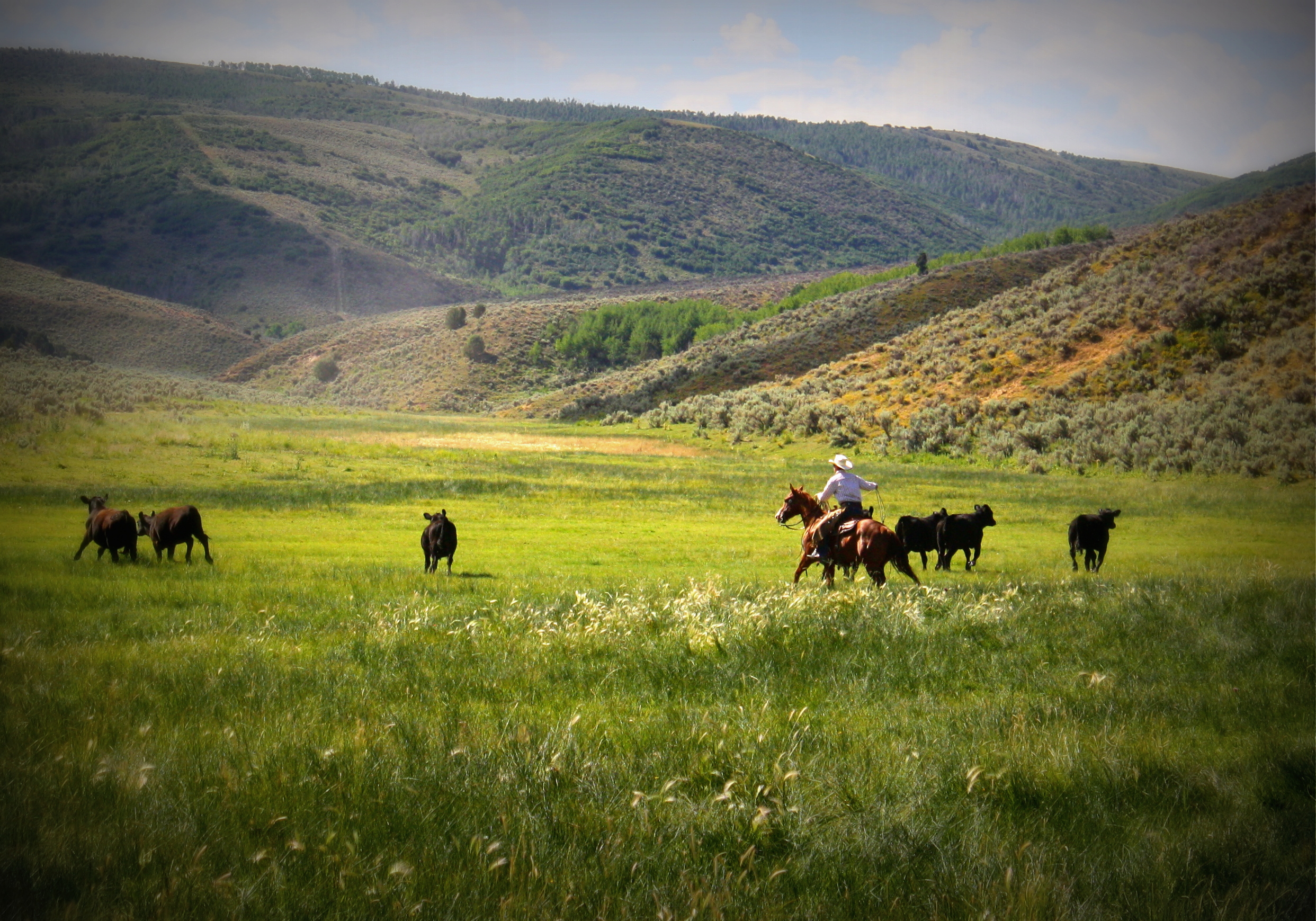 ranch scene.jpg