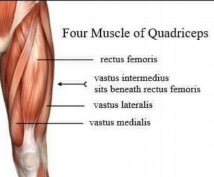 Front Leg Musclevtendon : Pin On Health Metabolism - There is a printable worksheet available ...