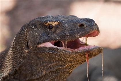 komodo.jpeg