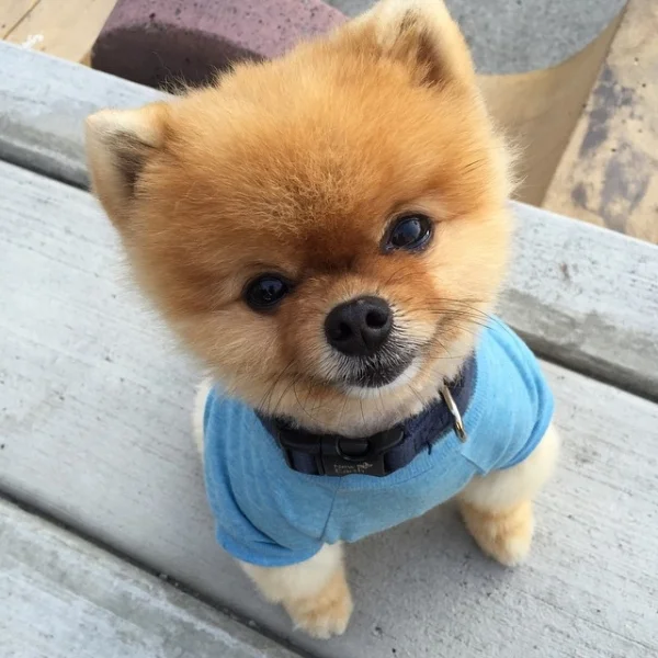jiffpom.jpg