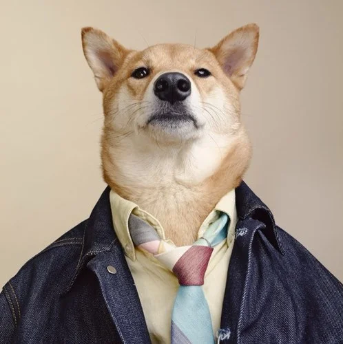 mensweardog.jpeg