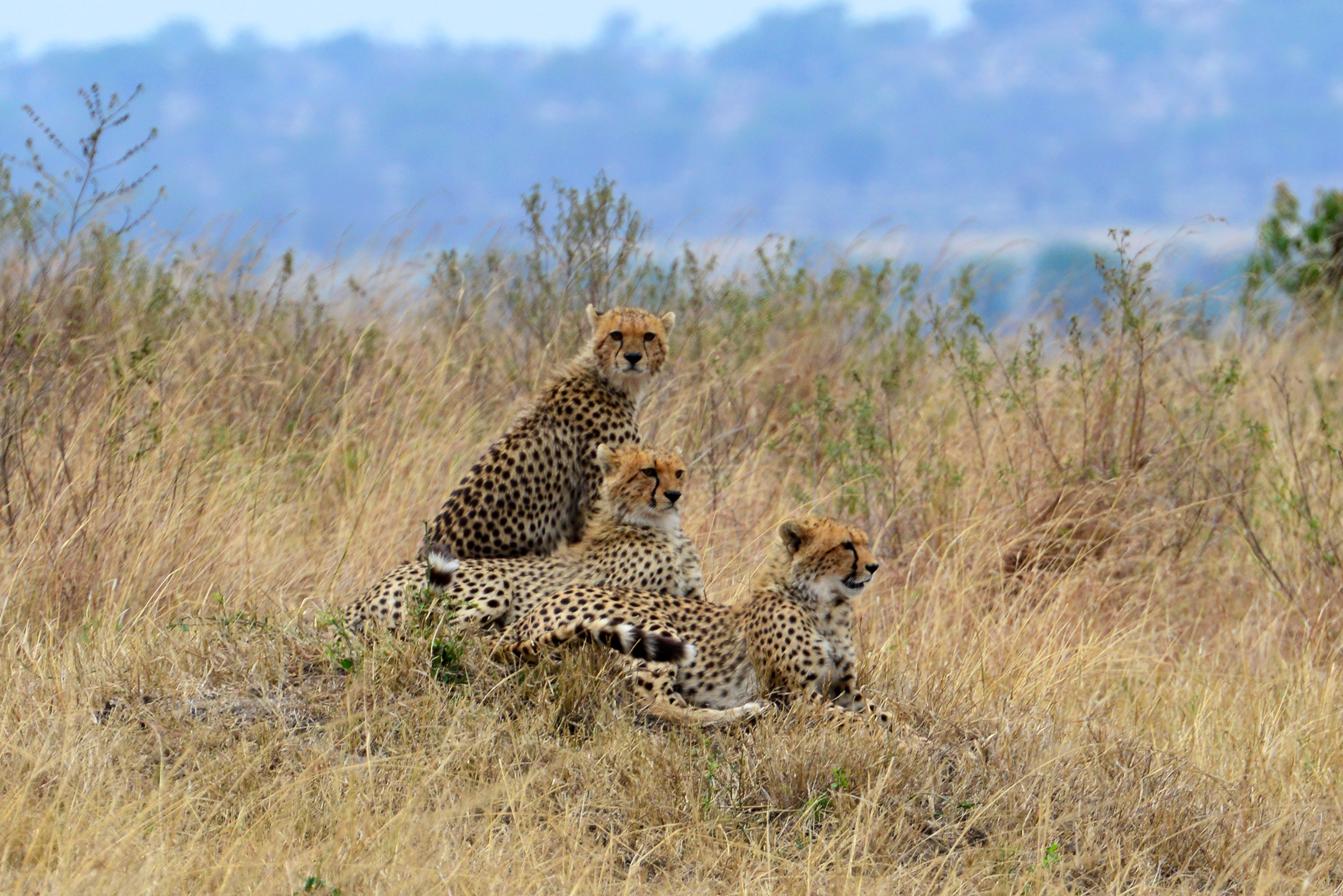Serengeti National Park, Tanzania, Africa