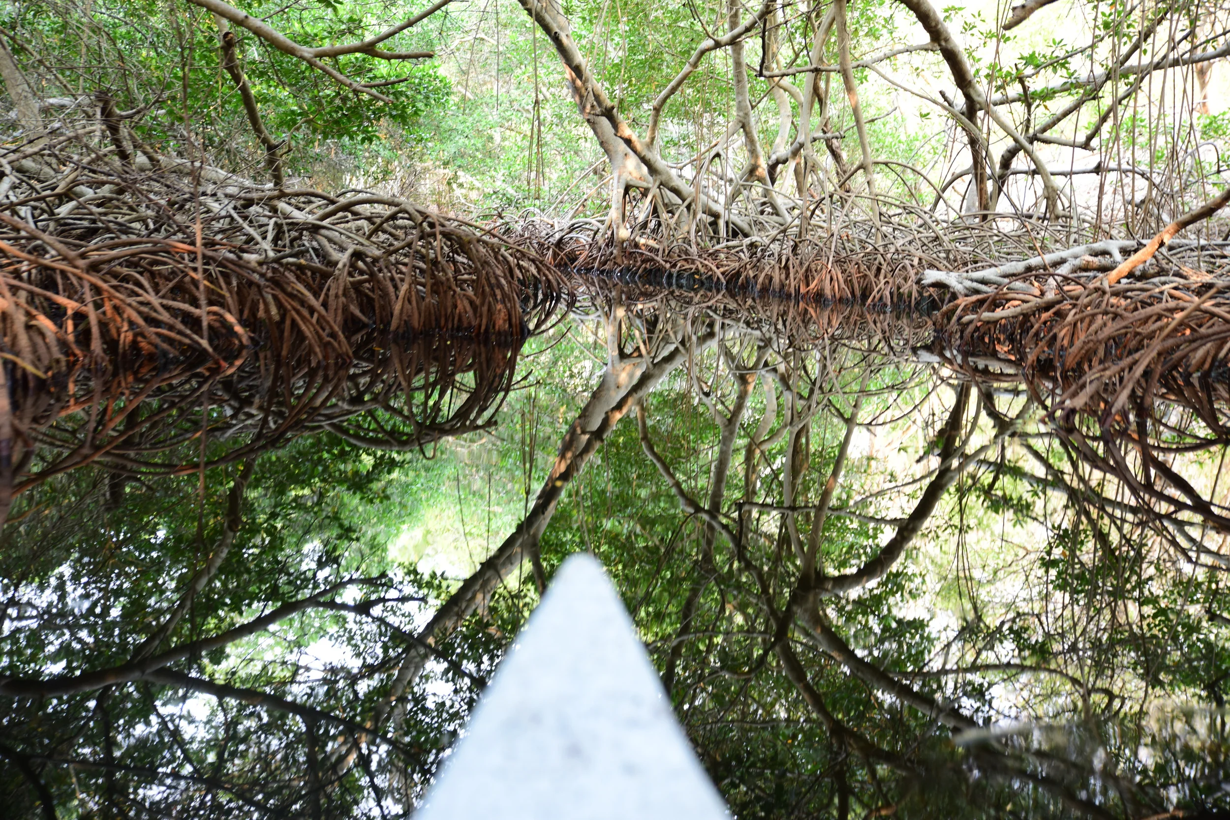 Mangrove tunnels on isla grande