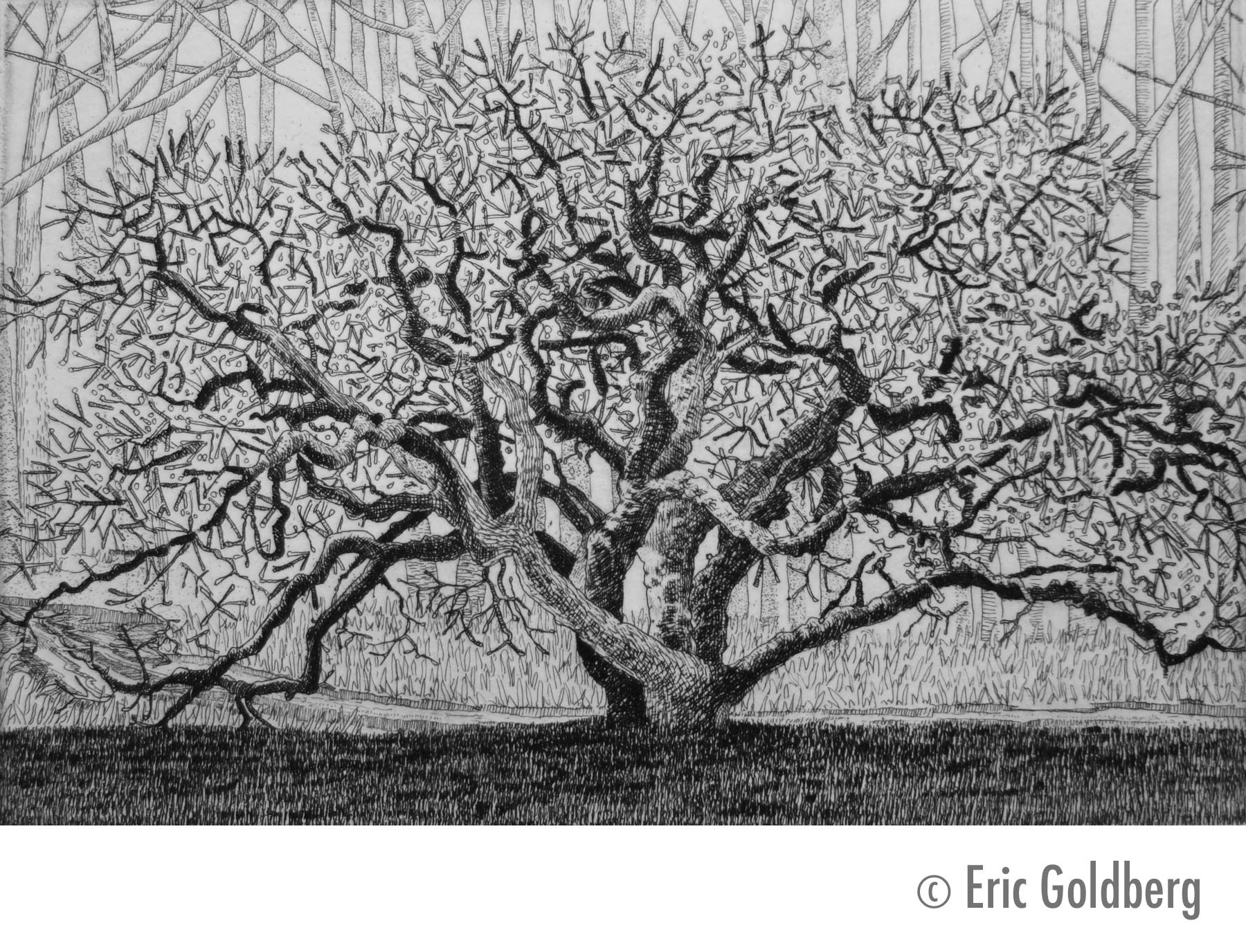 Memory of the Tree (b&w)