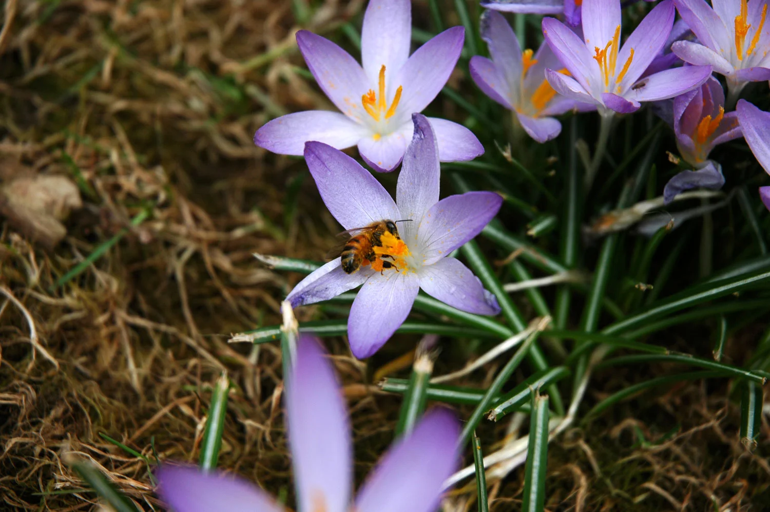 Basic101_spring-bees-(5)_Corrected.jpg