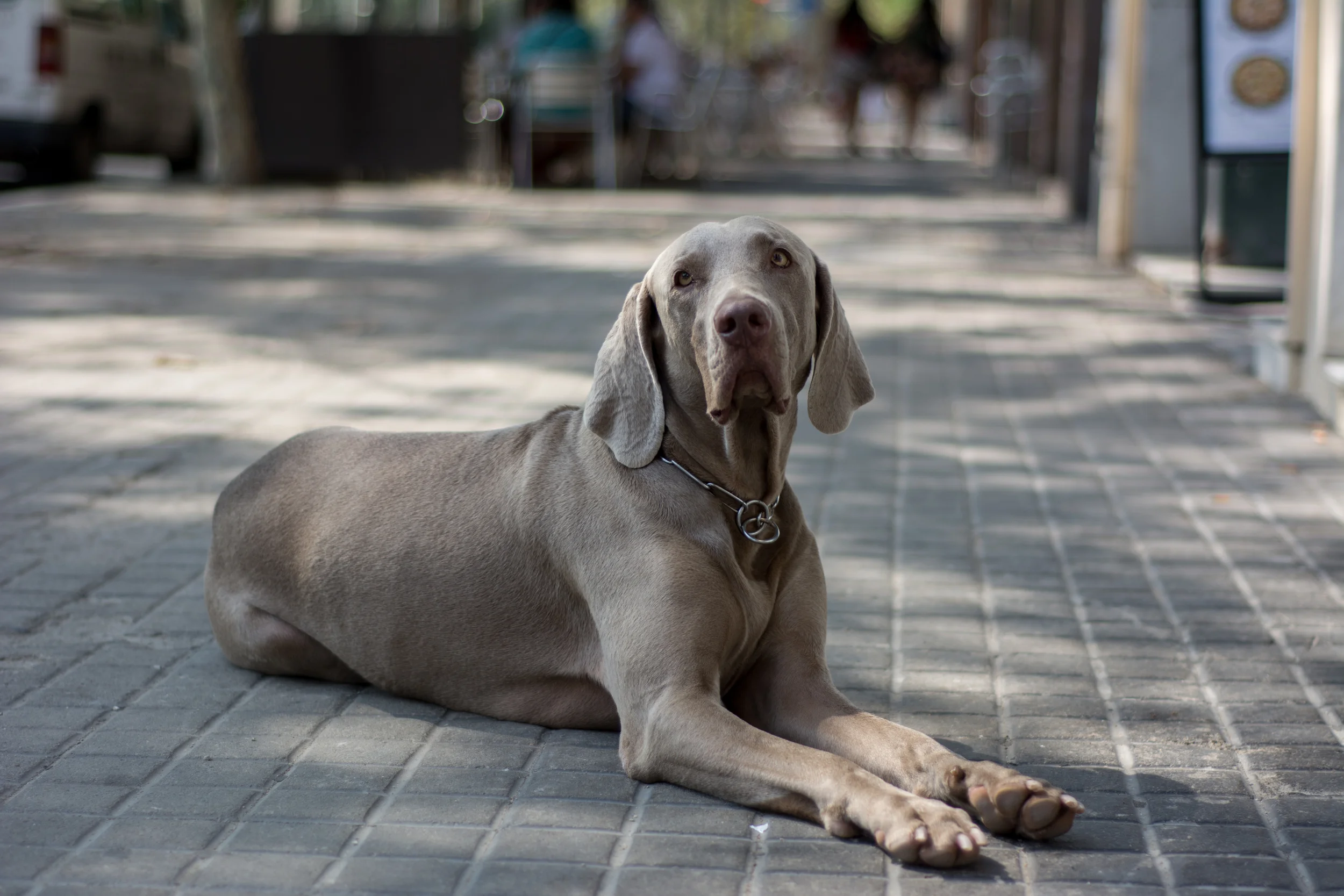 This dog sat here for at least ten minutes