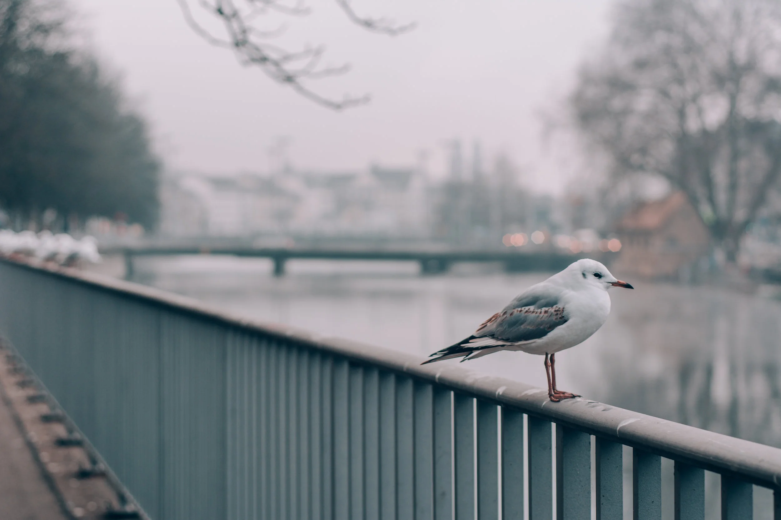 Switzerland.Tolchin Photo_015.jpg