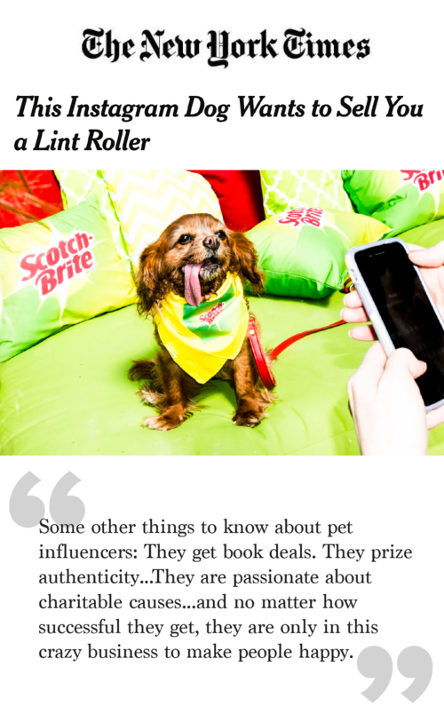 How Do You Make A Successful Instagram Dog