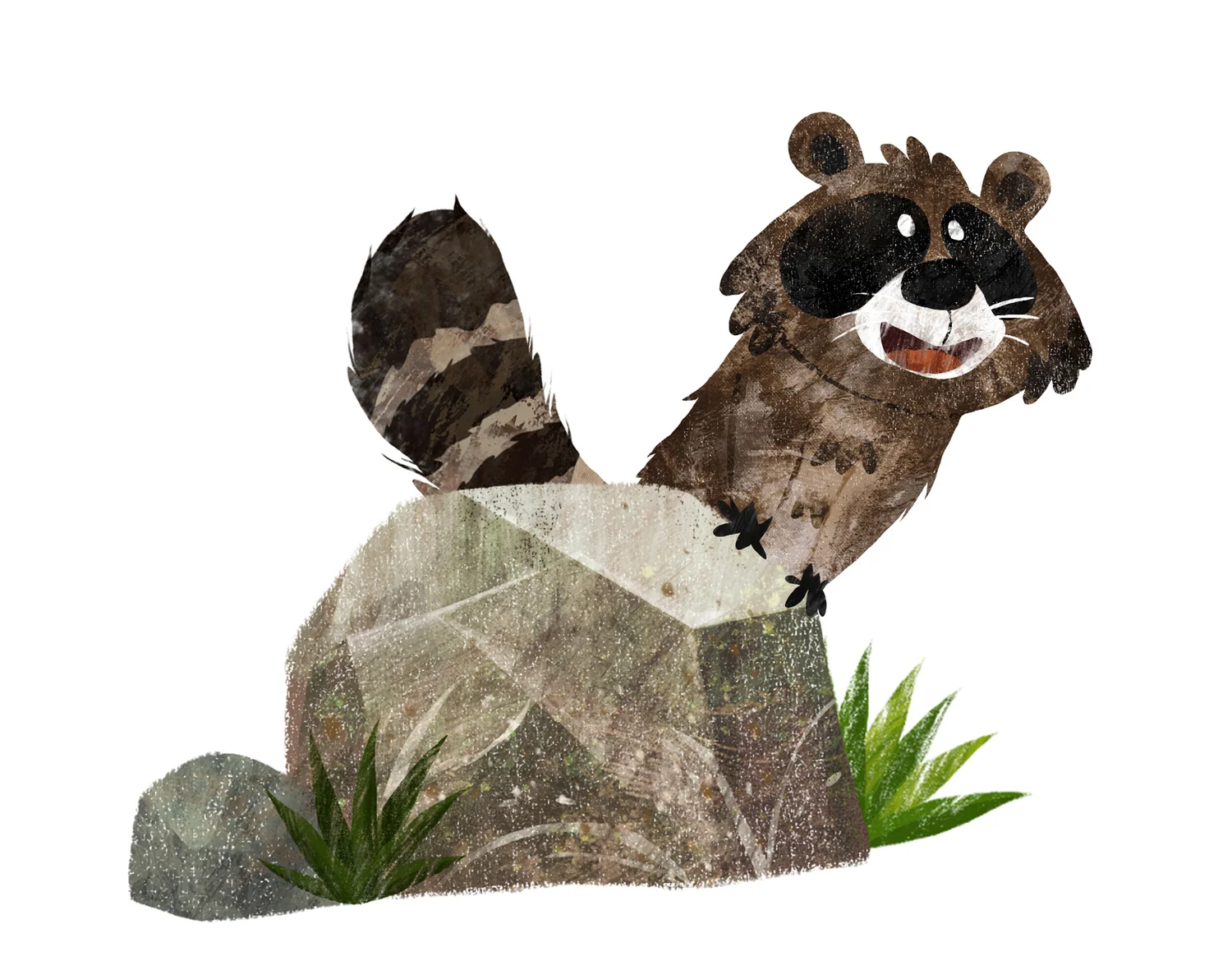 Raccoon