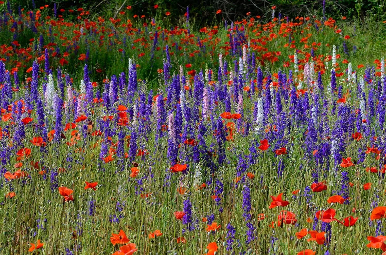 20150629.01-D7000-Wildflowers-4-Canton-NC.jpg