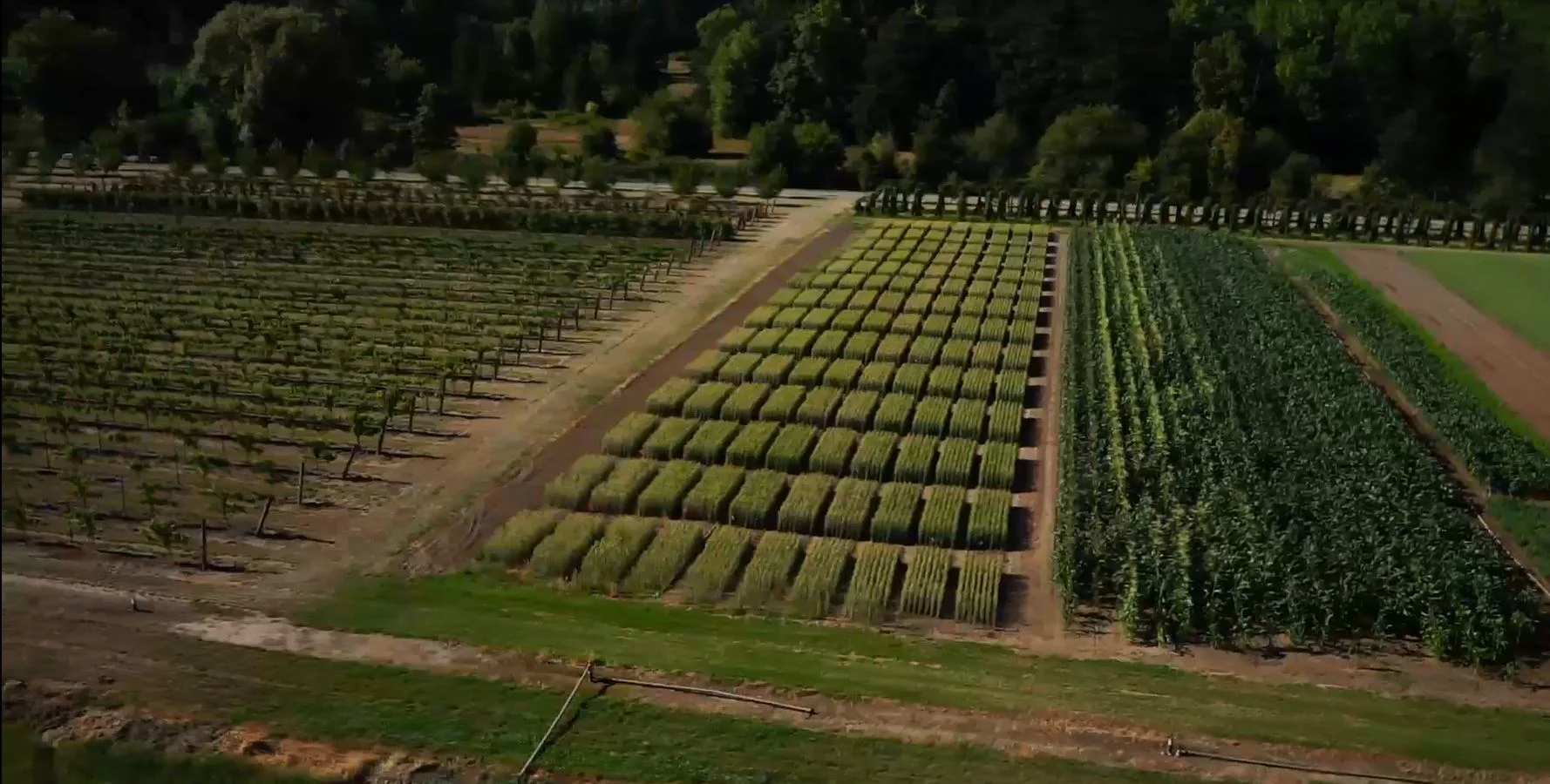 Pictures — Collins Agricultural Consultants Inc.