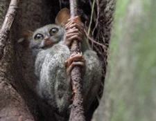 News_Tarsier-Tails.jpg